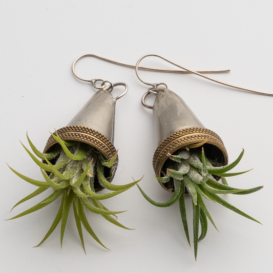 Hanging Cone Earrings with Air Plants