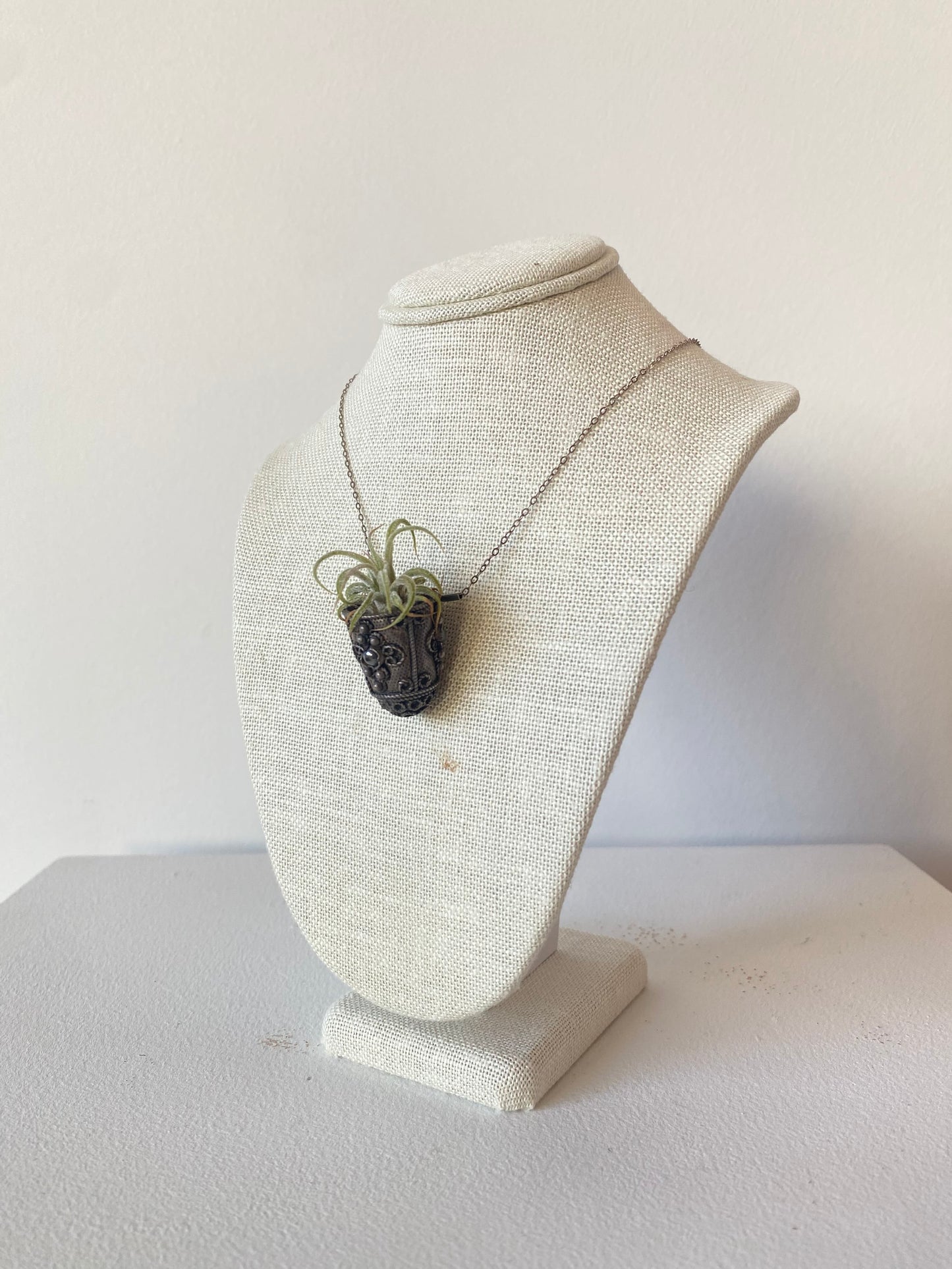 Antique Thimble Air Plant $125