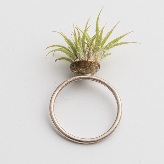 Sterling Silver Ring with Small Air Plant