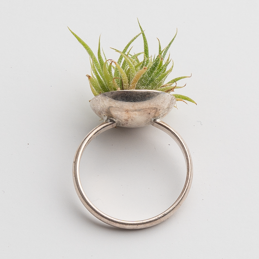 Sterling Silver Ring with Medium size Air Plant