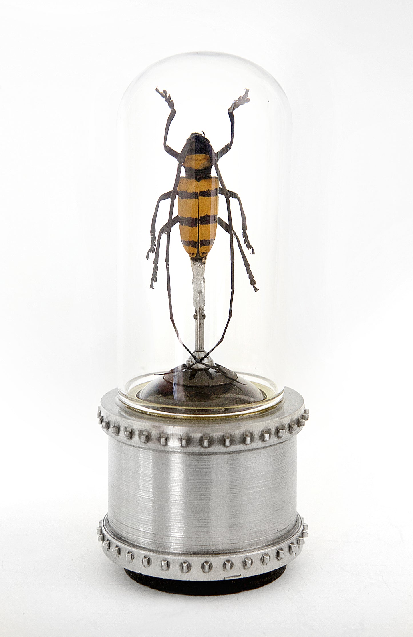 Tiger Striped Longhorn Beetle Sculpture 5" H x 1.75" Diameter