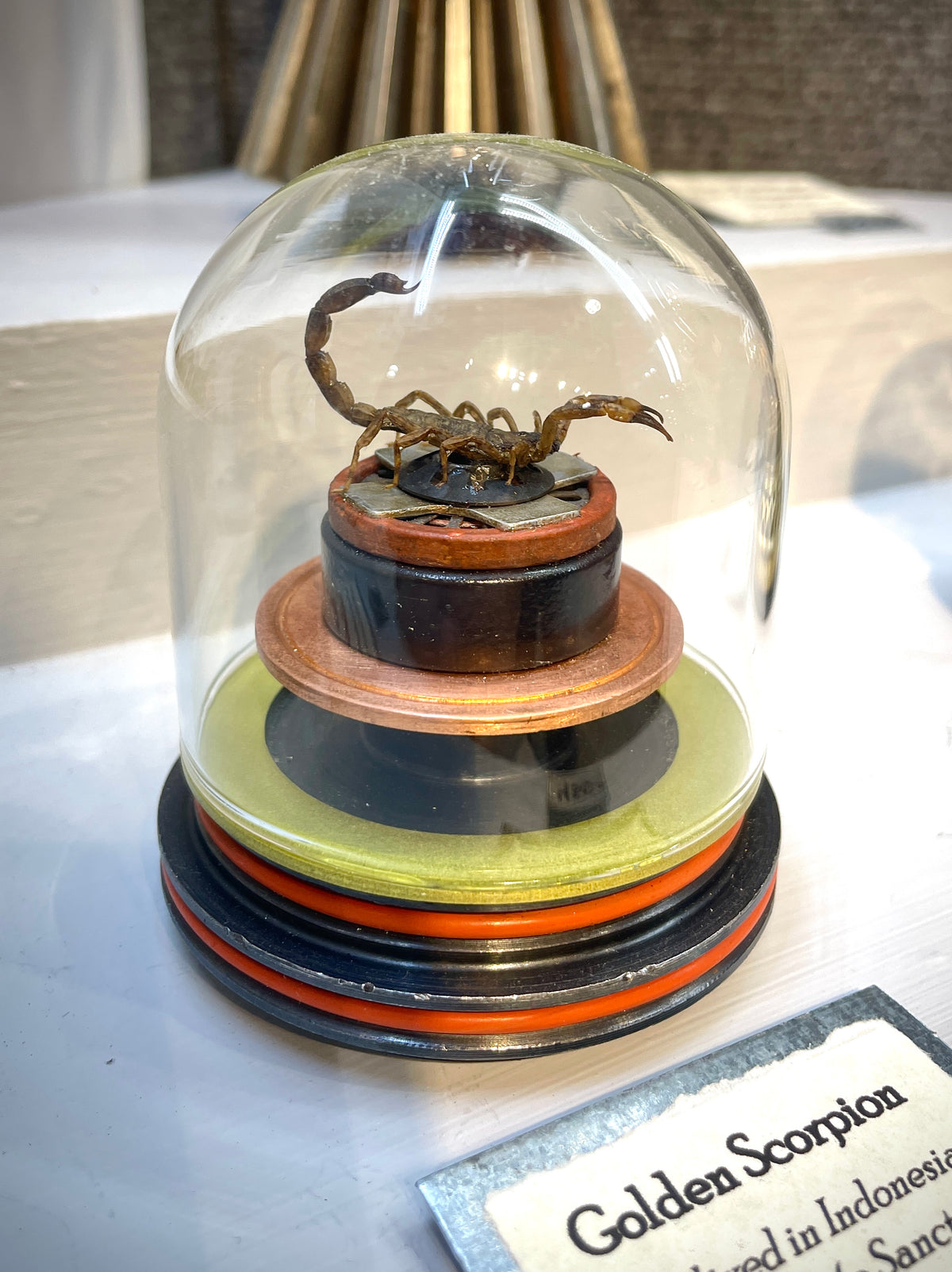 Golden Scorpion Sculpture, 3" diameter x 3.5"H