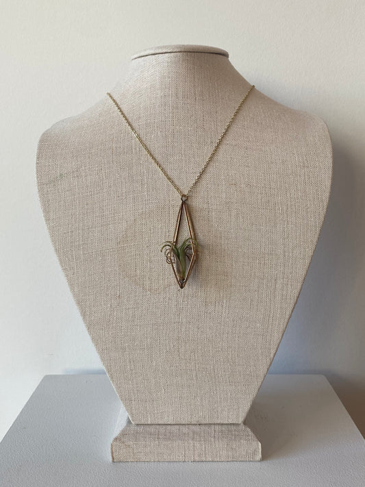 Gold Plated Cage Air Plant