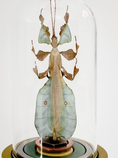 Leaf Insect- 2.5" Diameter x 7.5" H