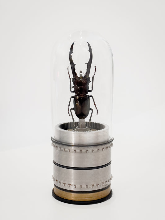 Metallic Stag Beetle- 2" Diameter x 5.5" H