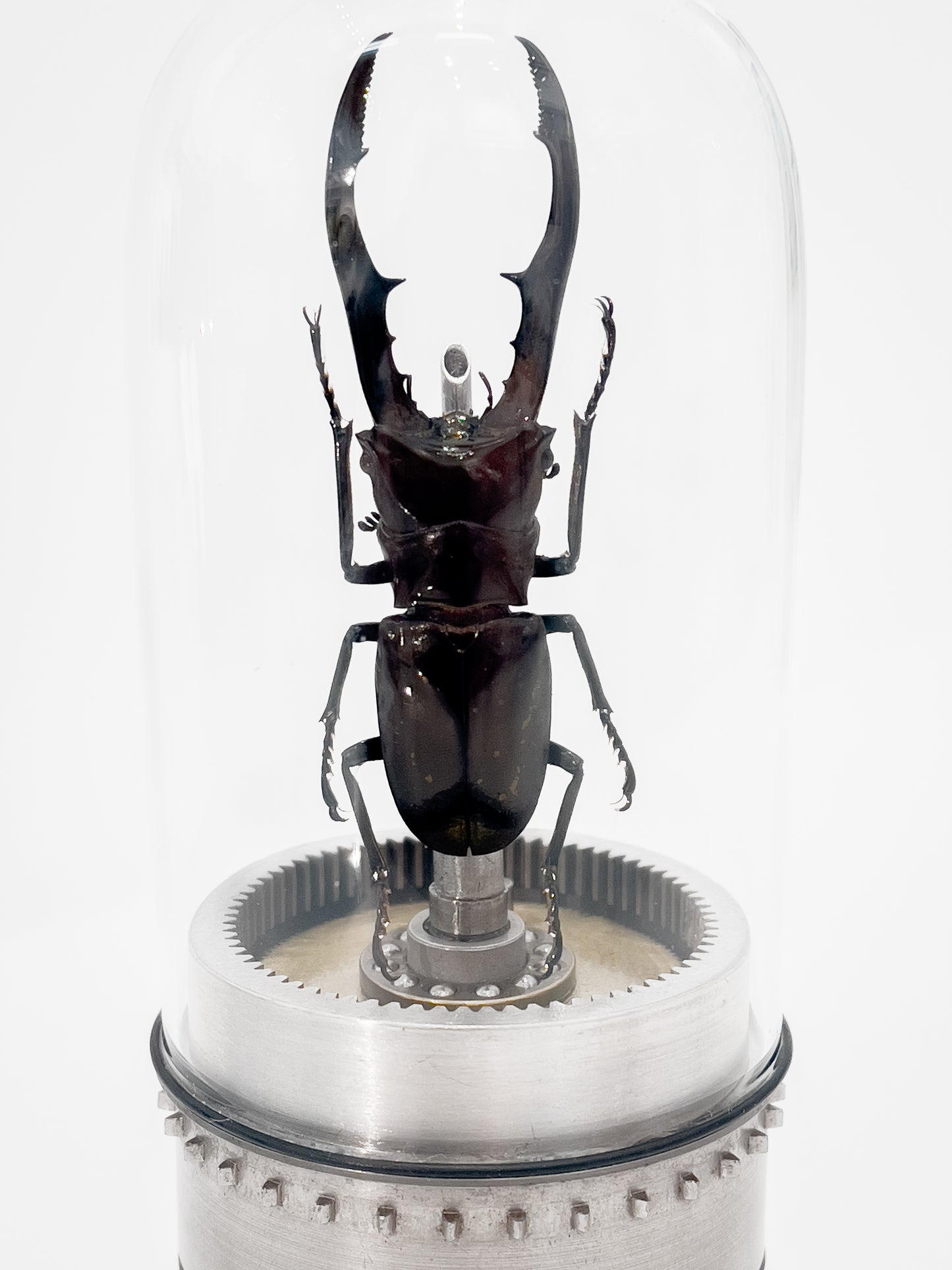 Metallic Stag Beetle- 2" Diameter x 5.5" H