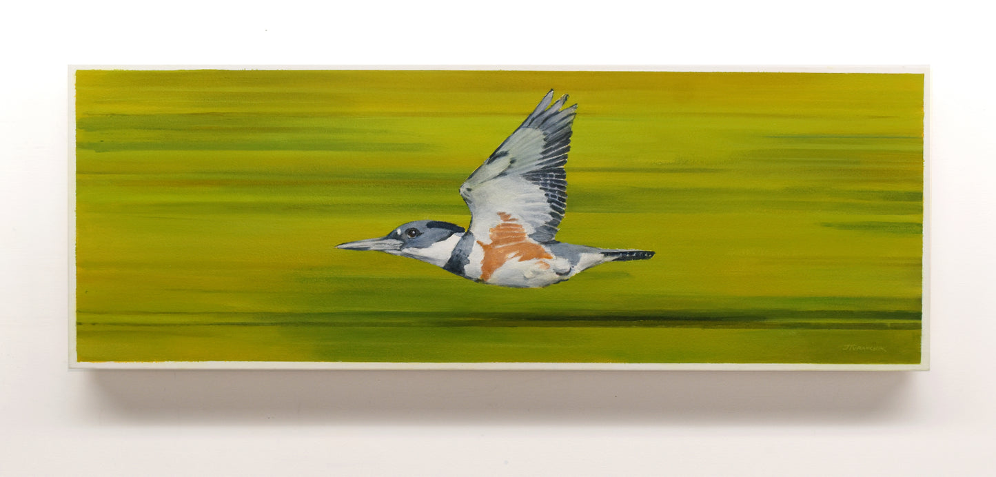 Belted Kingfisher, 14 x 34
