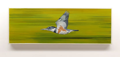 Belted Kingfisher, 14 x 34