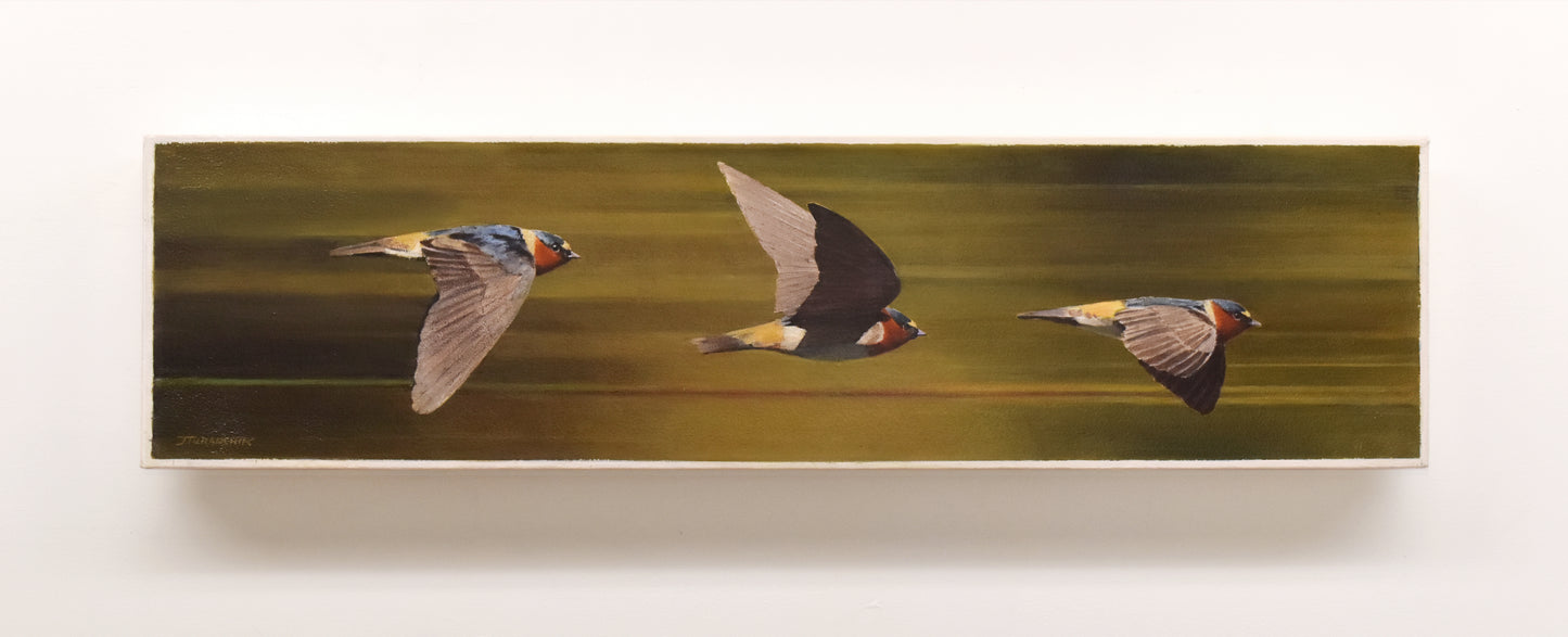 Gold Rush- Cliff Swallows, 7.25 x 28