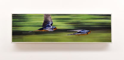 Speedsters - Barn Swallows, 7.5 x 26