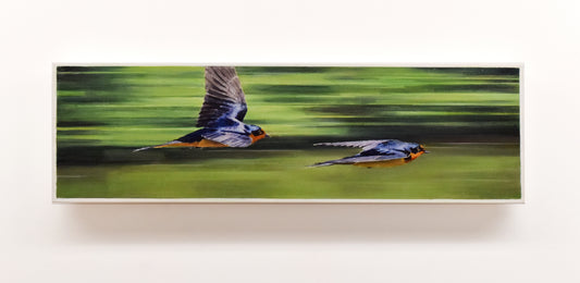 Speedsters - Barn Swallows, 7.5 x 26
