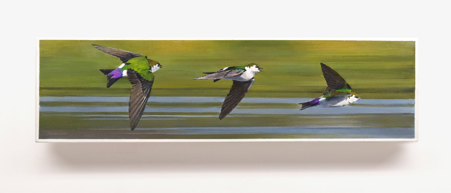 The Sky Elves - Violet Green Swallows, 7.5x28