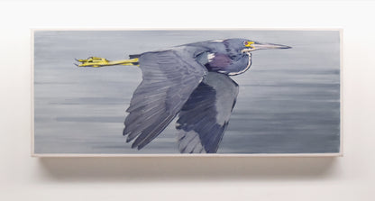 Tricolored Heron, 14x34