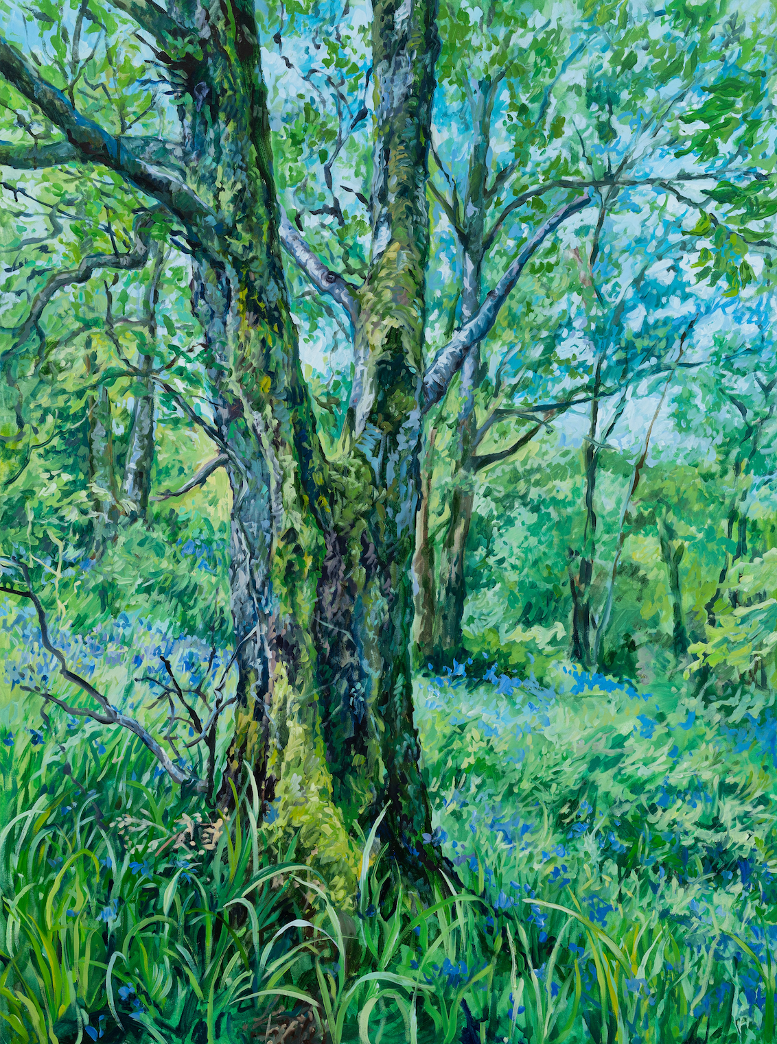 Bluebells in Finnich Glen, 48x36