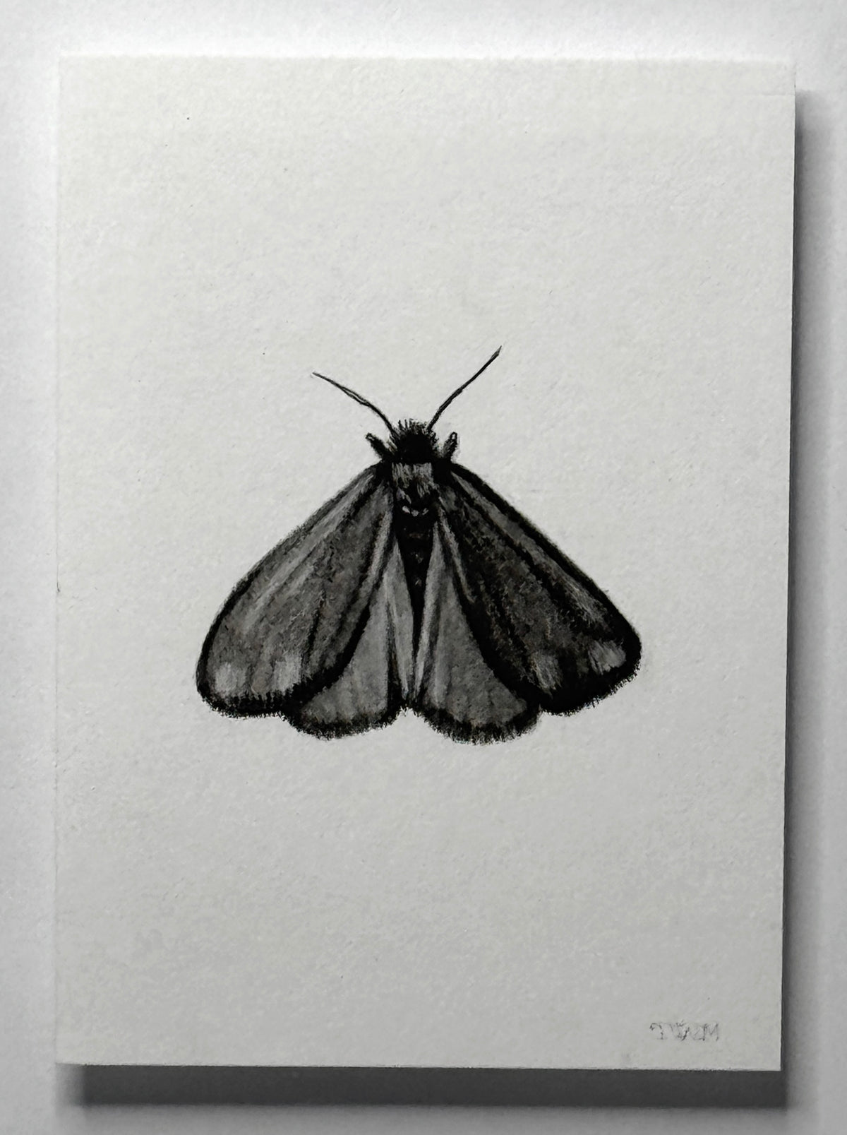 Mini Cinnabar Moth, 10x8 Framed, 2.5x3.5 Art