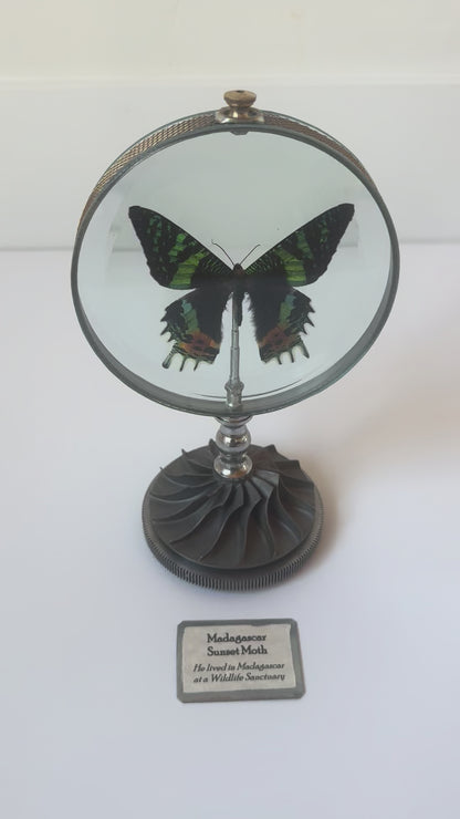 Madagascar Sunset Moth (Rotating on a Helicopter Impeller) 5" diameter x 8.5"H
