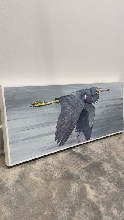 Tricolored Heron, 14x34