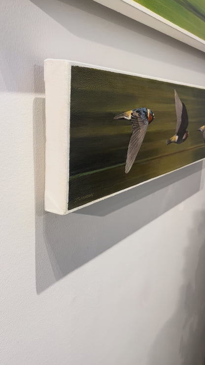 Gold Rush- Cliff Swallows, 7.25 x 28