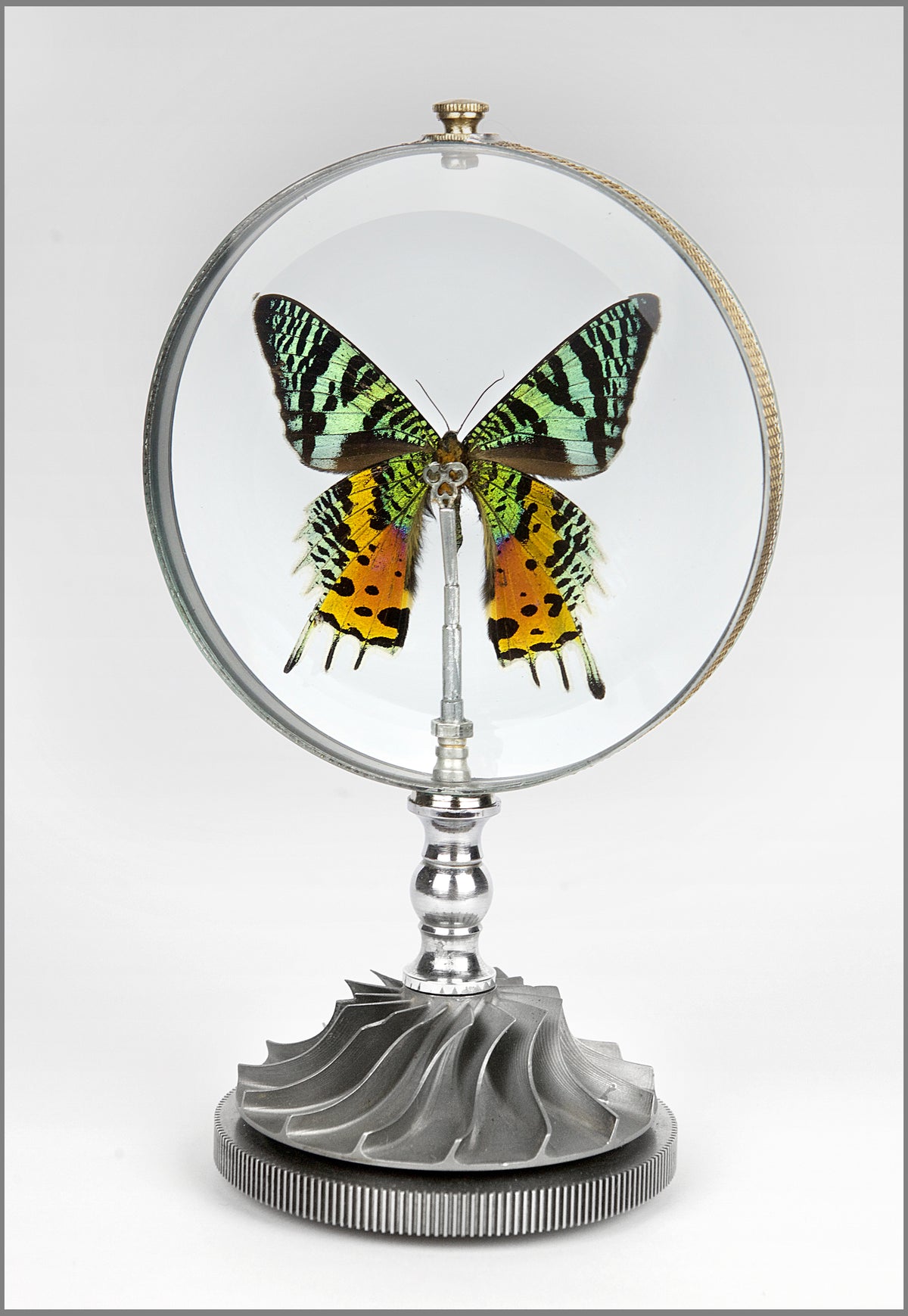 Madagascar Sunset Moth (Rotating on a Helicopter Impeller) 5" diameter x 8.5"H