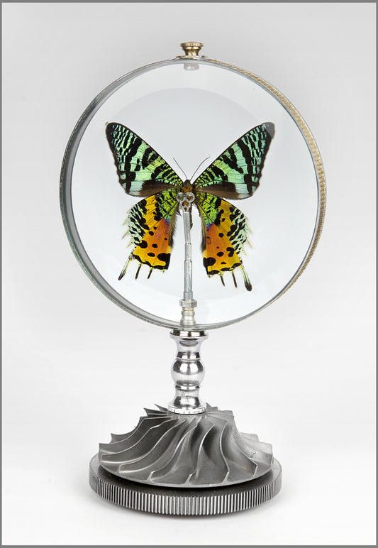Madagascar Sunset Moth (Rotating on a Helicopter Impeller) 5" diameter x 8.5"H